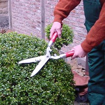 Lindemann Gartenanlagen Aktuell Baumschnitt