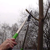 Lindemann Gartenanlagen Aktuell Baumschnitt
