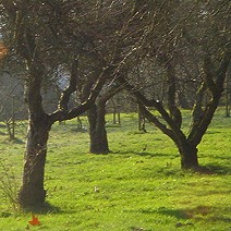 Lindemann Gartenanlagen Aktuell Baumschnitt